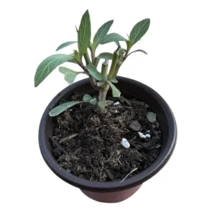 Purple Mexican Petunia Live Plant 3-5 Inch Tall, 4 Inch Pot, Vibrant Blooms, Outdoor - Image 7