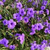 Purple Mexican Petunia Live Plant 3-5 Inch Tall, 4 Inch Pot, Vibrant Blooms, Outdoor - Image 1