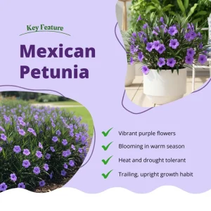 Purple Mexican Petunia Live Plant – 3-5 inches Tall Perennial Flowers - Image 2