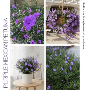 Purple Mexican Petunia Live Plant – 3-5 inches Tall Perennial Flowers - Image 3