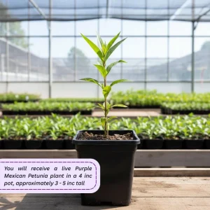 Purple Mexican Petunia Live Plant – 3-5 inches Tall Perennial Flowers - Image 5