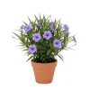 Purple Mexican Petunia Live Plant – 3-5 inches Tall Perennial Flowers - Image 1