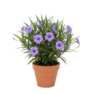 Purple Mexican Petunia Live Plant – 3-5 inches Tall Perennial Flowers - Image 1