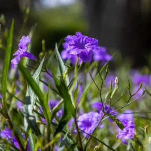 Purple Mexican Petunia Live Plant – 3-5 inches Tall Perennial Flowers - Image 6