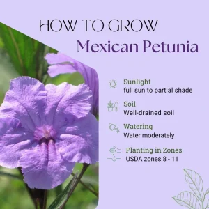 Purple Mexican Petunia Live Plant – 3-5 inches Tall Perennial Flowers - Image 7