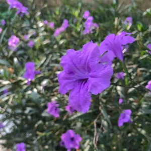 Purple Mexican Petunia Live Plant – 3-5 inches Tall Perennial Flowers - Image 8