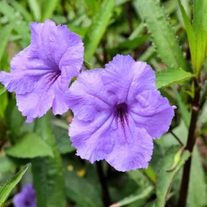 Purple Mexican Petunia Live Plant – 3-5 inches Tall Perennial Flowers - Image 9