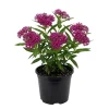 Purple Milkweed Live Plant – 12-18 Inches Tall – Outdoor Perennial for Pollinators - Image 1
