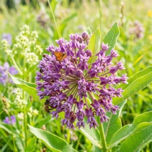 Purple Milkweed Live Plant – 12-18 Inches Tall – Outdoor Perennial for Pollinators - Image 3