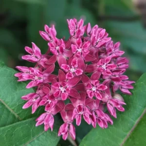 Purple Milkweed Live Plant – 12-18 Inches Tall – Outdoor Perennial for Pollinators - Image 5