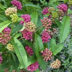 Purple Milkweed Live Plant – 12-18 Inches Tall – Outdoor Perennial for Pollinators - Image 6