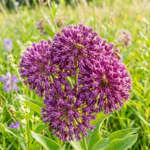 Purple Milkweed Live Plant – 12-18 Inches Tall – Outdoor Perennial for Pollinators - Image 7