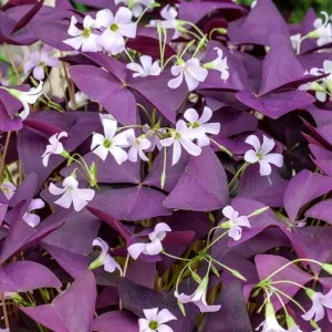Purple Oxalis Shamrock Live Plant - Oxalis triangularis - 2-5 inch Tall - 3 inch Pot - Indoor & Patio Accent - Image 2