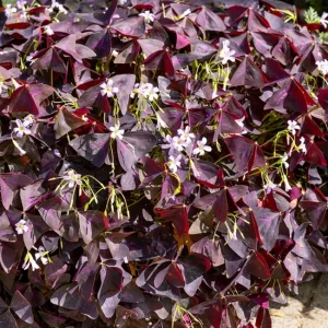 Purple Oxalis Shamrock Live Plant - Oxalis triangularis - 2-5 inch Tall - 3 inch Pot - Indoor & Patio Accent - Image 3