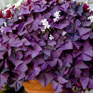 Purple Oxalis Shamrock Live Plant - Oxalis triangularis - 2-5 inch Tall - 3 inch Pot - Indoor & Patio Accent - Image 4