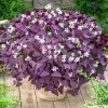 Purple Oxalis Shamrock Live Plant - Oxalis triangularis - 2-5 inch Tall - 3 inch Pot - Indoor & Patio Accent - Image 1