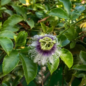 Purple Passion Fruit Live Plant - Cold Hardy Passiflora Seedling, 3-5 Inches Tall - Image 3