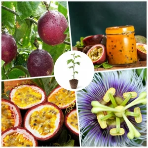 Purple Passion Fruit Live Plant - Cold Hardy Passiflora Seedling, 3-5 Inches Tall - Image 4