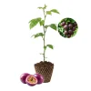 Purple Passion Fruit Live Plant - Cold Hardy Passiflora Seedling, 3-5 Inches Tall - Image 1