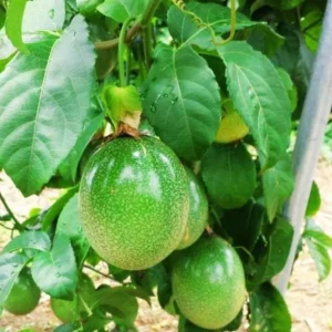 Purple Passion Fruit Live Plant – Tropical Vine – 4 Inch Pot, 10–12 Inch Tall - Image 2