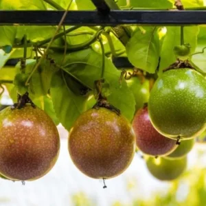 Purple Passion Fruit Live Plant – Tropical Vine – 4 Inch Pot, 10–12 Inch Tall - Image 3