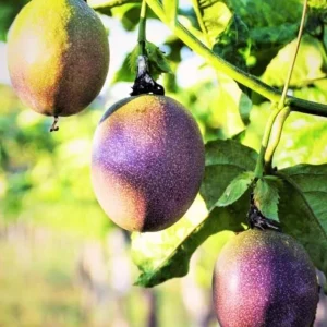 Purple Passion Fruit Live Plant – Tropical Vine – 4 Inch Pot, 10–12 Inch Tall - Image 5