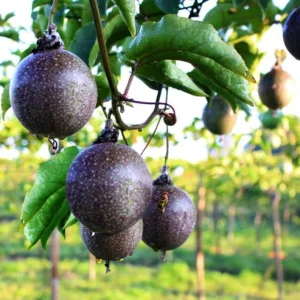 Purple Passion Fruit Live Plant – Tropical Vine – 4 Inch Pot, 10–12 Inch Tall - Image 1