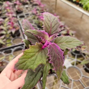 Purple Passion Plant Gynura Aurantiaca Live Plant 4 Inch Pot Indoor - Image 2