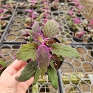 Purple Passion Plant Gynura Aurantiaca Live Plant 4 Inch Pot Indoor - Image 3