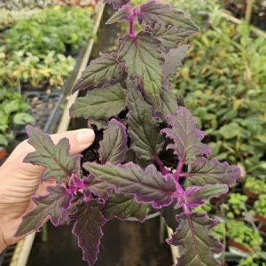 Purple Passion Plant Gynura Aurantiaca Live Plant 4 Inch Pot Indoor - Image 1