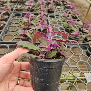 Purple Passion Plant Gynura Aurantiaca Live Plant 4 Inch Pot Indoor - Image 4