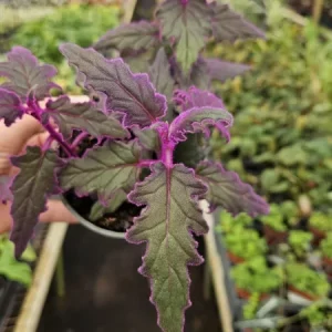 Purple Passion Plant Gynura Aurantiaca Live Plant 4 Inch Pot Indoor - Image 5
