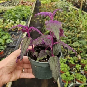 Purple Passion Plant Gynura Aurantiaca Live Plant 4 Inch Pot Indoor - Image 6