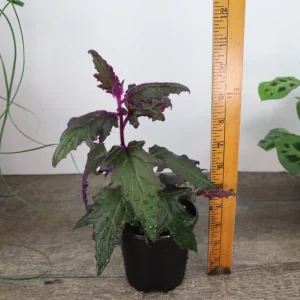 Purple Passion Plant Gynura Aurantiaca Live Plant 4 Inch Pot Indoor - Image 7