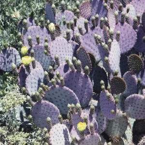 Purple Prickly Pear Cactus Live Plant – 3.5 inch Pot – Succulent - Image 2