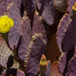 Purple Prickly Pear Cactus Live Plant – 3.5 inch Pot – Succulent - Image 3