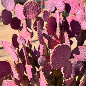 Purple Prickly Pear Cactus Live Plant – 3.5 inch Pot – Succulent - Image 5