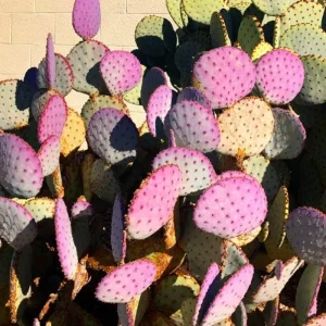 Purple Prickly Pear Cactus Live Plant – 3.5 inch Pot – Succulent - Image 6