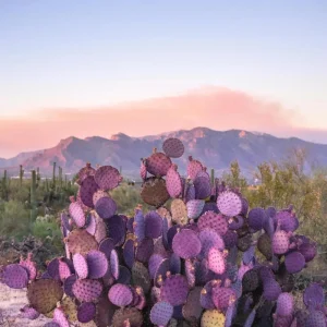 Purple Prickly Pear Cactus Live Plant – 3.5 inch Pot – Succulent - Image 7