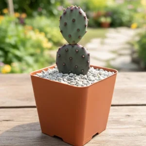Purple Prickly Pear Cactus Live Plant – 3.5 inch Pot – Succulent - Image 1