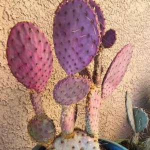 Purple Prickly Pear Cactus Live Plant – 3.5 inch Pot – Succulent - Image 8
