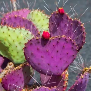 Purple Prickly Pear Cactus Live Plant – 6-8 Inch Tall in 4 Inch Pot – Indoor/Outdoor Succulent - Image 2