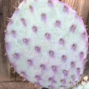 Purple Prickly Pear Cactus Live Plant – 6-8 Inch Tall in 4 Inch Pot – Indoor/Outdoor Succulent - Image 4