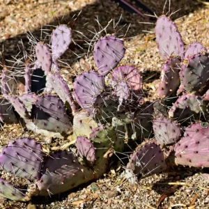 Purple Prickly Pear Cactus Live Plant – 6-8 Inch Tall in 4 Inch Pot – Indoor/Outdoor Succulent - Image 5