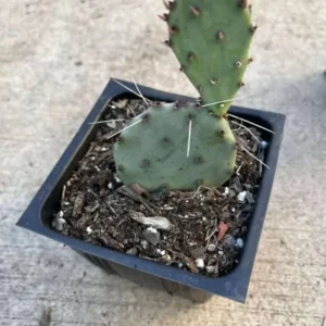 Purple Prickly Pear Cactus Live Plant – 6-8 Inch Tall in 4 Inch Pot – Indoor/Outdoor Succulent - Image 6