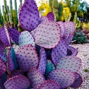 Purple Prickly Pear Cactus Live Plant – 6-8 Inch Tall in 4 Inch Pot – Indoor/Outdoor Succulent - Image 1