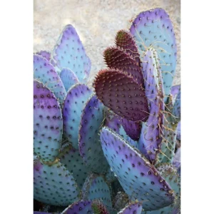 Purple Prickly Pear Cactus Live Plant - Opuntia Santa Rita, 3