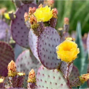 Purple Prickly Pear Cactus Live Plant - Opuntia Santa Rita, 3