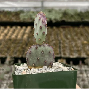Purple Prickly Pear Cactus Live Plant - Opuntia Santa Rita, 3