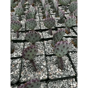 Purple Prickly Pear Cactus Live Plant - Opuntia Santa Rita, 3
